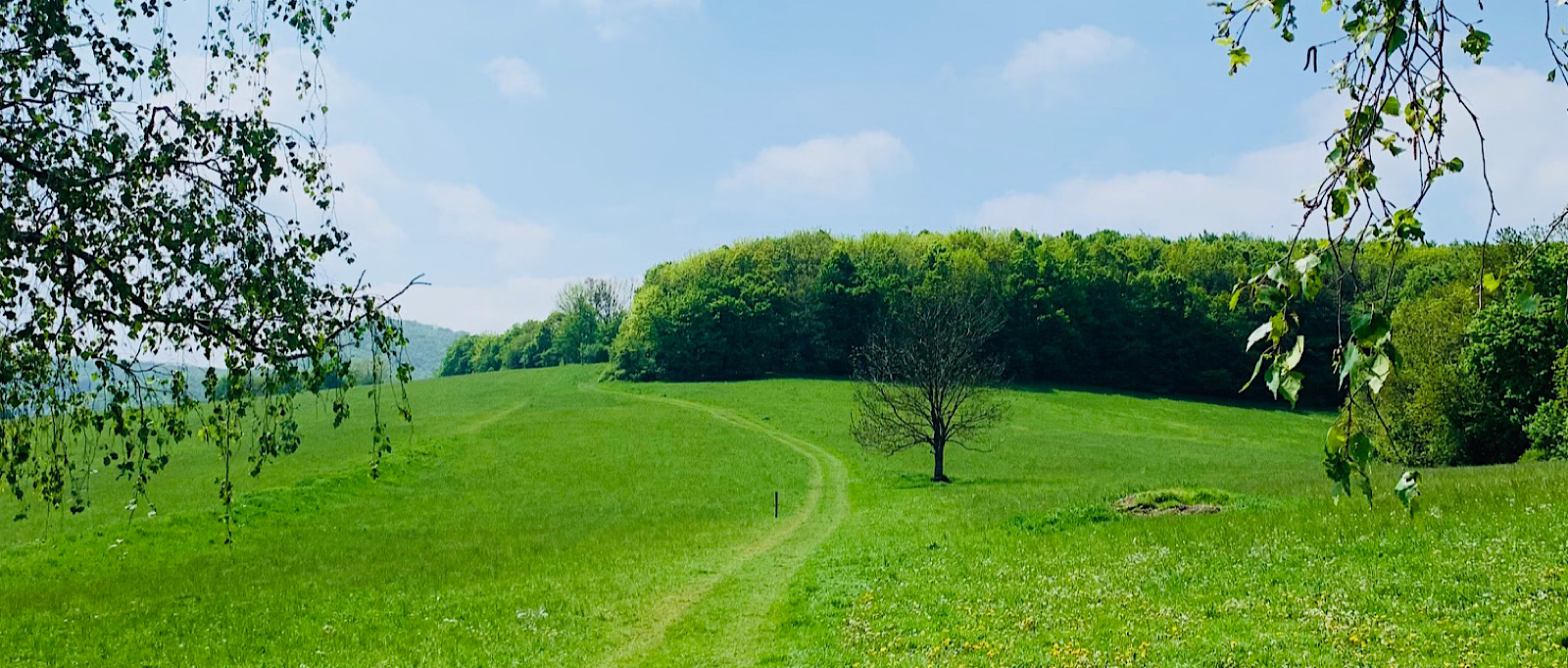 Alternativen bei Allergien